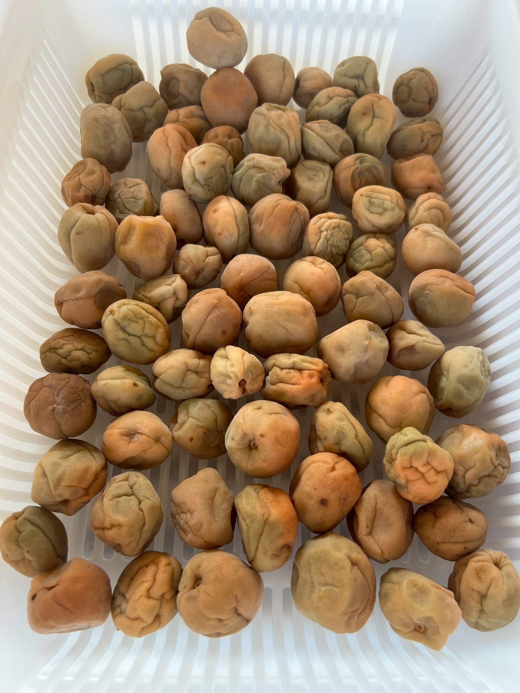 梅干し作りの天日干し二日目、少し乾燥してきています。