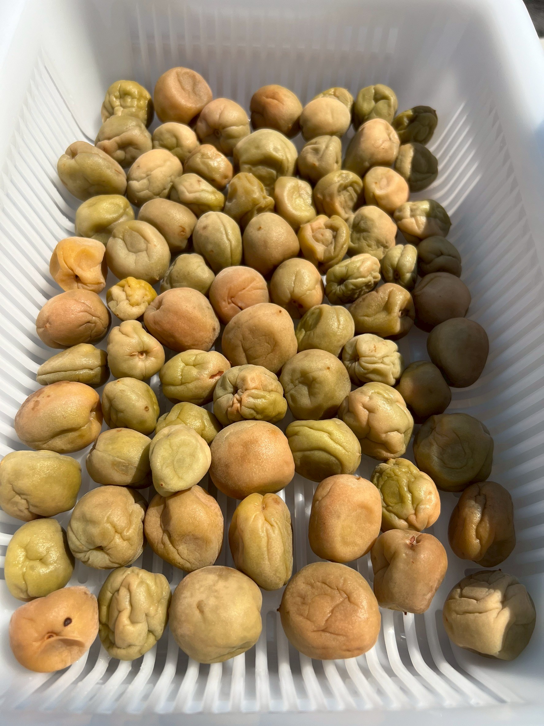 梅干しづくり天日干し初日