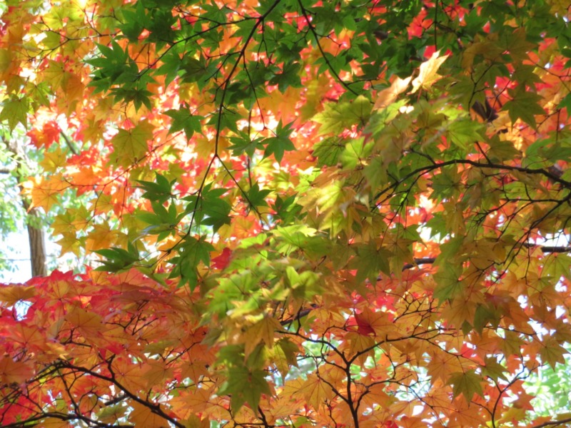 季節の変わり目は栄養補給でカラダを整える。